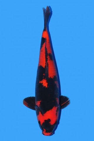 Beacon koi