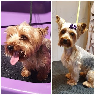 Pooch Perfect Luxury Dog Grooming