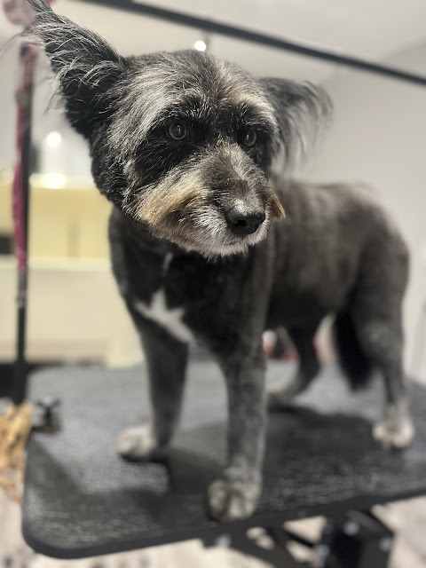 Zen dog grooming and spa