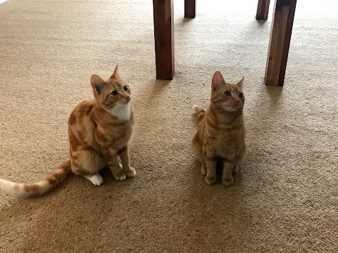 Brockencote Cattery