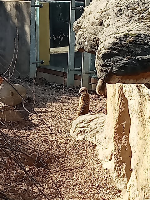 Meerkats