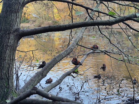 Queensmere Pond, Wimbledon Common