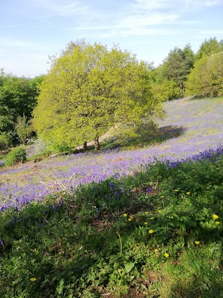 Willow Nursery