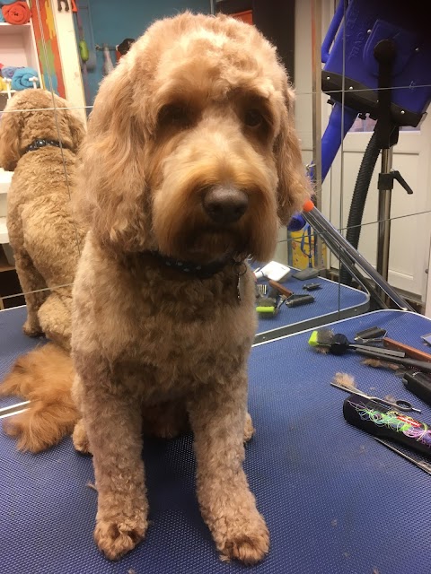 Sutton Coldfield Dog Grooming