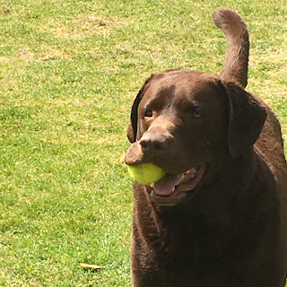 Hounds At Home Sidcup