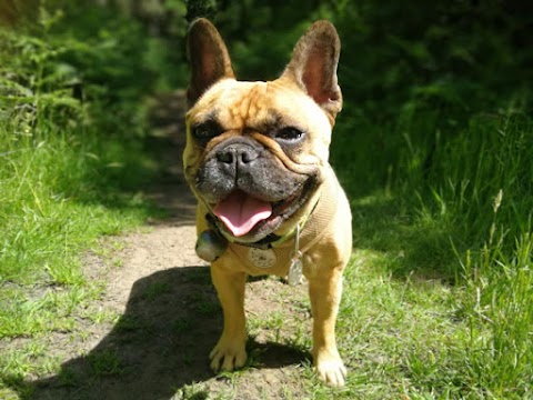 Campbells Walkies - Dog Walker in Musselburgh & East Lothian