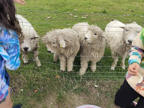 Doonies Rare Breeds Farm