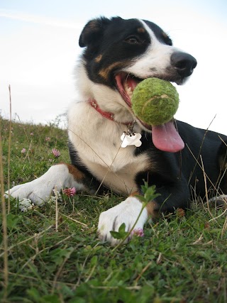 Sandhole Veterinary Centre - Kent