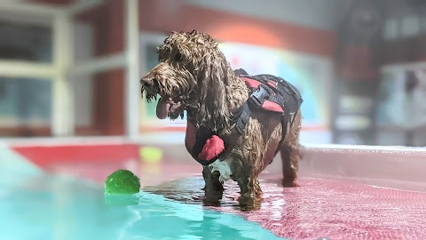 Red Rover Dog Daycare & Fun Pool