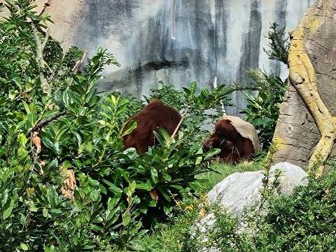 The Islands at Chester Zoo