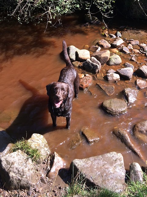 Adventure Walkies Bolton