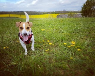 Little Lane Dog Daycare