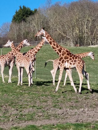 Port Lympne Safari Park