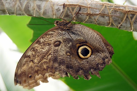 Edinburgh Butterfly & Insect World