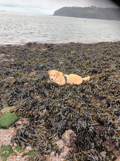 Firestone tidal pool