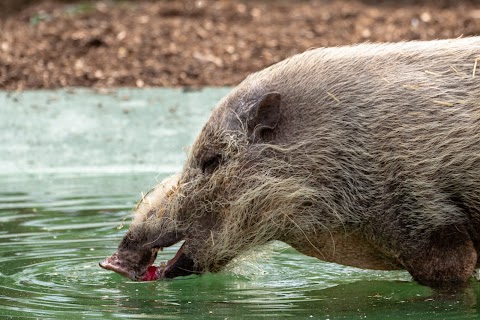 Bearded Pigs