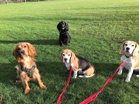 Happy Hounds Glasgow