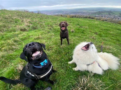 Pawsitively Happy Dogs