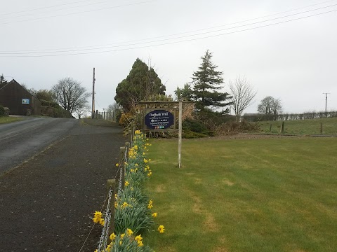 Daffodil Hill