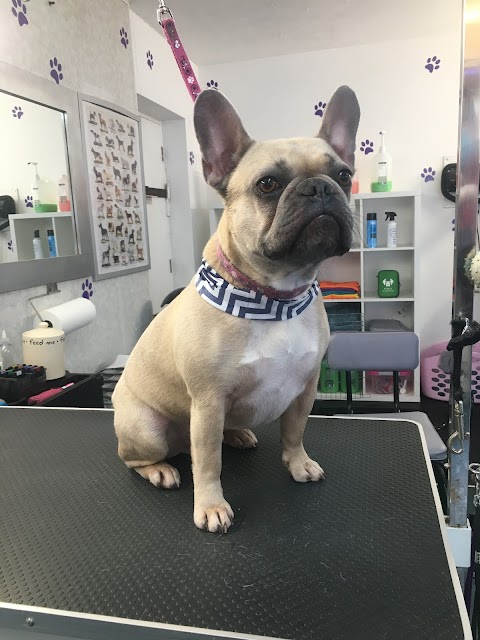 Poochies Dog Grooming Cardiff