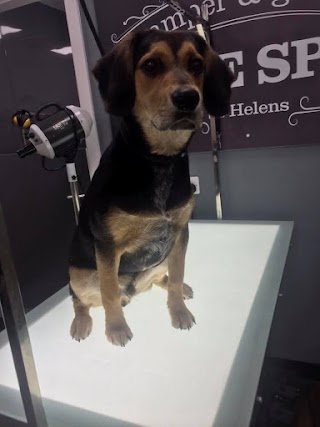 Dog Grooming - The Spa St Helens Pamper & Groom