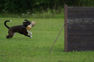 Happy Dog Training