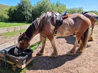 Adventure Clydesdale