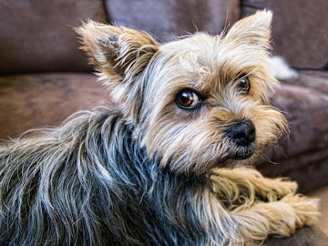 Aunty Hayley's Cherished Pets