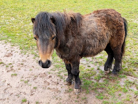 Scotty's Donkeys & Animal Park