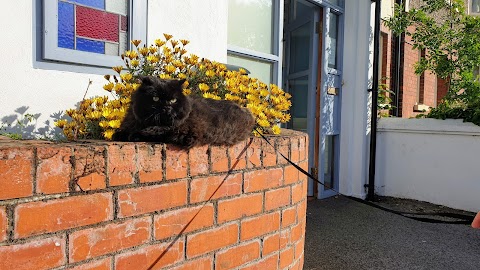 Terenure Veterinary Hospital (South Dublin Vets)