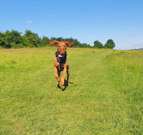 Rachel's Pet Care Services Penarth