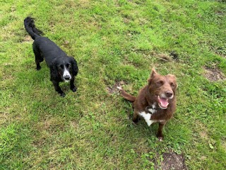 Home & Away Boarding Kennels