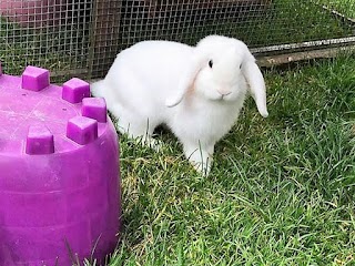 Ashtead Pet Boarding & Guinea Pig Rescue