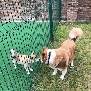 Hound Around Day Care