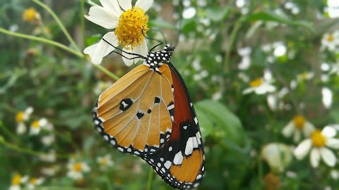 Stratford Butterfly Farm