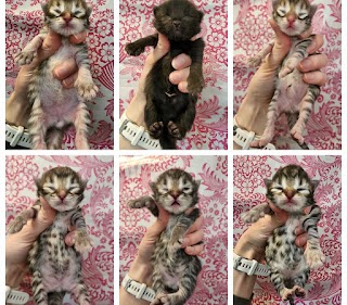 Siberian Kittens For Sale