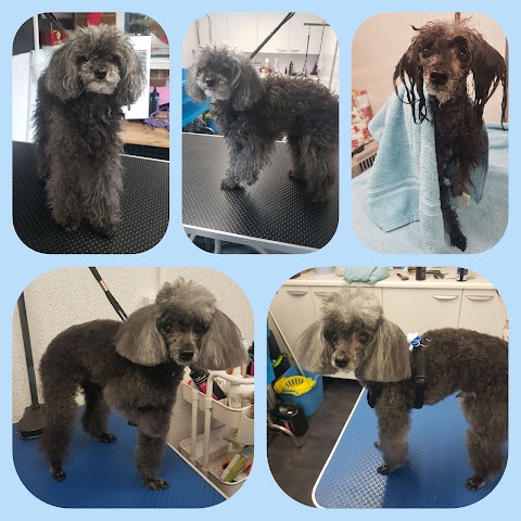 Glamour Pups Dog Grooming Derby