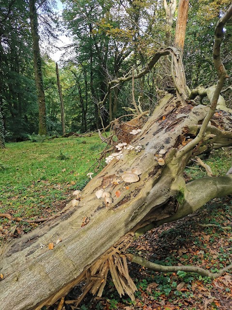 Cairn Wood