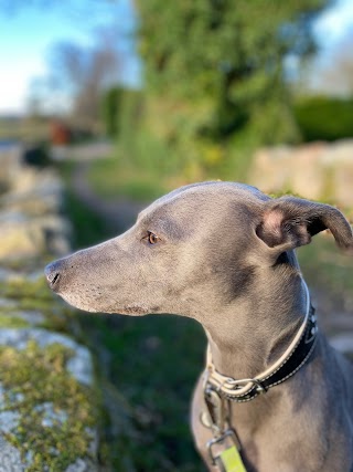 Steve walks dogs, Dog Walker Based In Peterculter, Aberdeen