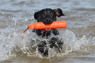 Canine Lodge Wirral