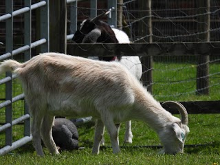 Langleybury Children's Farm