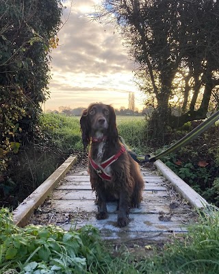 Smile Dog Walking