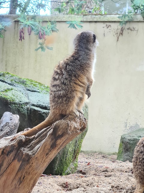 Meerkat Restaurant