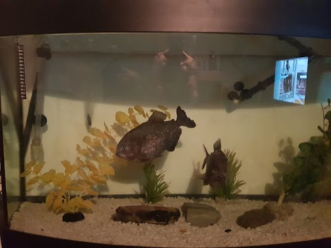 Beacon Pet Aquarium