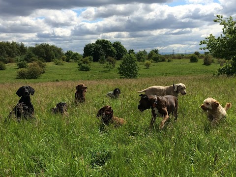 Meadowcroft Dog Lodge