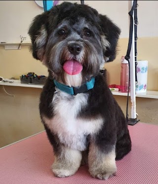 Ruff Cuts Dog Grooming Belfast