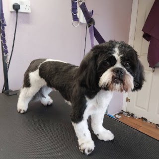 Mucky Paws Wakefield/Leeds Professional Dog Groomer