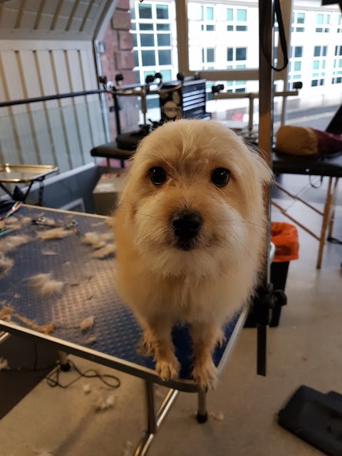 Beauty In The Beast dog grooming