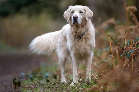 Northampton Dog Walker