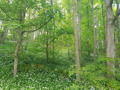 Almondell Country Park BroxBurn East Entrance